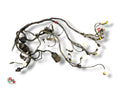 Faisceau Electrique - Ducati